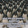 angry-penguins-600.jpg