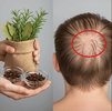hair3-1.png