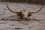 bull-in-a-river-of-mud.jpg