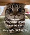 SEO-Cat-01.jpg