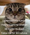 SEO-Cat-02.jpg
