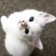 Kitty