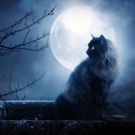 Moonlight Cat