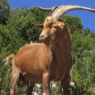 chivo