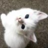Kitty