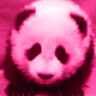 PinkPanda