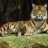 tigerpaint2
