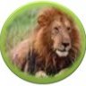 Affiliate Program for Kenya Safaris