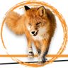 FOXVISITS LTD